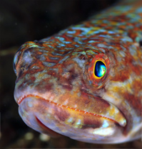 Lizard Fish